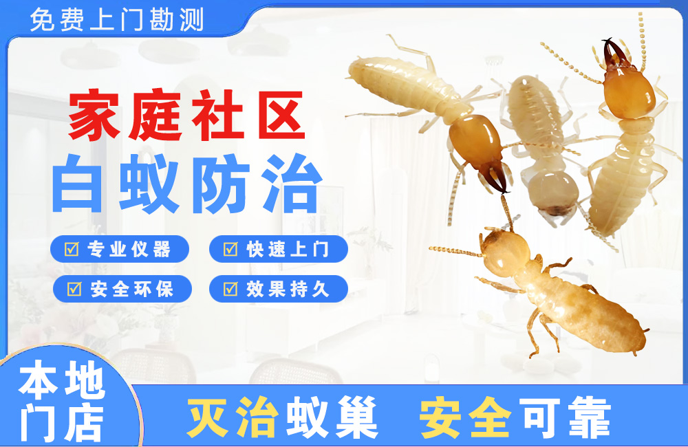 阜宁家庭社区白蚁防治